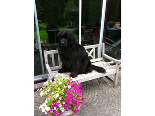 Apartment Bergen (Holland) Outdoor Recording 8