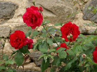Maison de vacances Lavaudieu  21