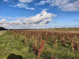 Vakantiepark Marielyst  43