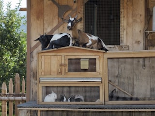 Mecki und Flecki sitzen gerne hoch