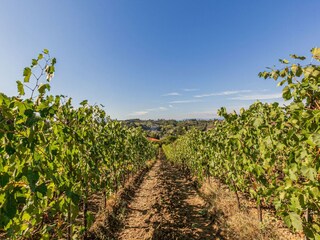 Farmhouse San Miniato Environment 28