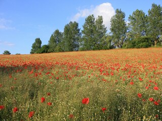 Casa per le vacanze Steffenshagen Ambiente 18