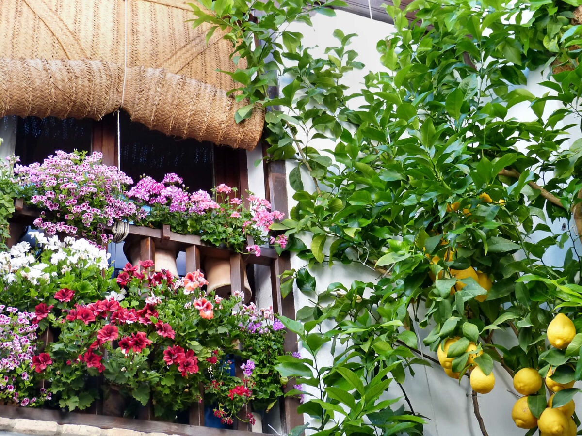 Blumengeschmückte Patios