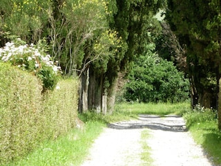 Ferienhaus Volterra Außenaufnahme 8