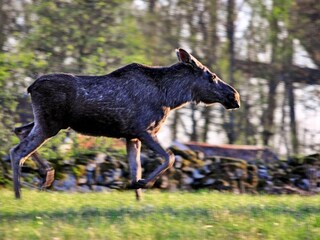 Vakantiehuis Sälen  27