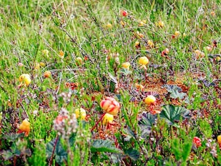 Ferienhaus Sälen  27