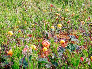 Maison de vacances Sälen  14