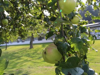 Vakantiepark Allinge  10