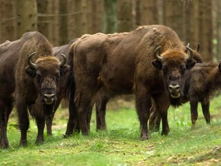 Ferienpark Rønne  4