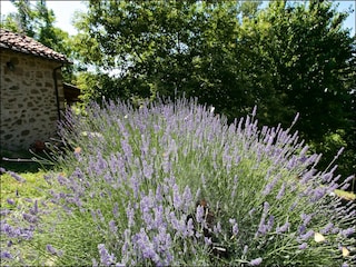 Cottage Seggiano Außenaufnahme 5