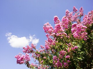 Villa L'Escaillon  37