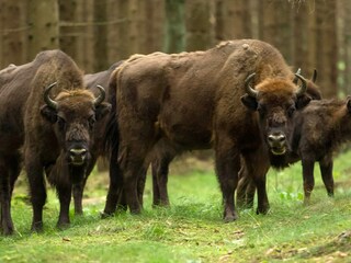 Holiday park Rønne  20