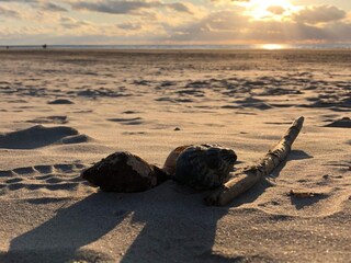 Maison de vacances Blåvand  7