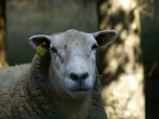 Apartamento La Bresse  33