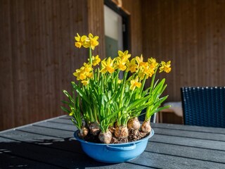 Vakantiehuis Fanø Bad Buitenaudio-opname 9