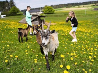 Parc de vacances Hanstholm  10