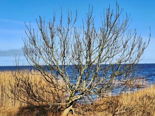 Vakantiehuis Skaven Strand  9