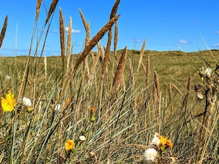 Ferienhaus Houstrup  31