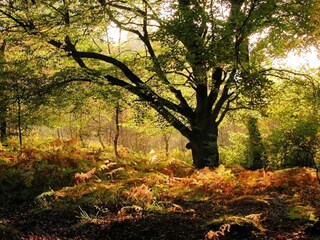 Vakantiehuis Rønde  9