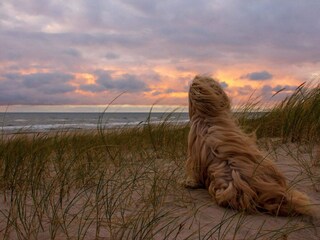 Ferienhaus Bjerregård  18
