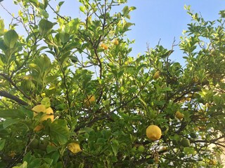 Casa per le vacanze Boscoreale Ambiente 31