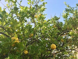 Ferienhaus Boscoreale Umgebung 26