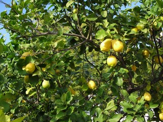 Ferienhaus Boscoreale Außenaufnahme 9