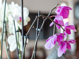 Appartamento Campobasso  31