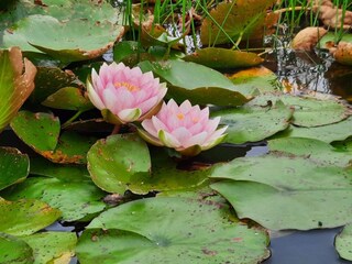 Maison de vacances Henne Strand  37