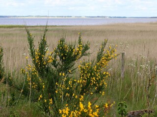 Vakantiehuis Henne Strand  31