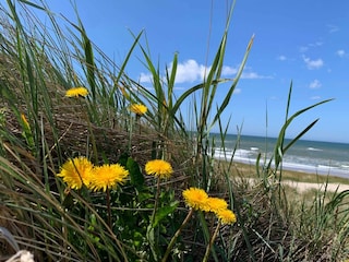 Maison de vacances Bjerregård  35