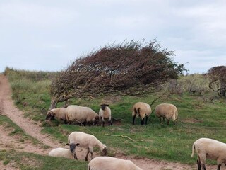Holiday house Løkken  26