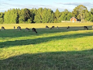 Vakantiehuis Vingåker Buitenaudio-opname 4