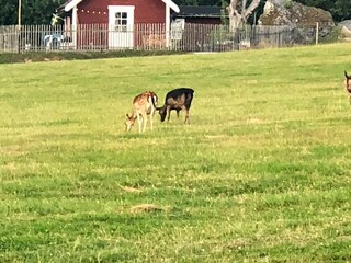 Vakantiehuis Vingåker Buitenaudio-opname 3
