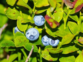 Vakantiehuis Welt  16