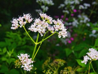 Vakantiehuis Welt  22