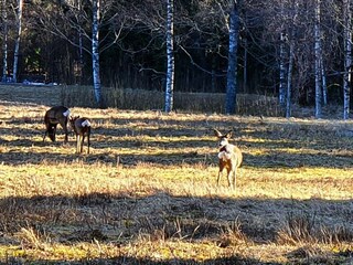 Ferienhaus Storfors  26