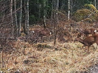 Vakantiehuis Storfors  30