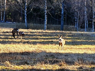 Holiday house Storfors  25