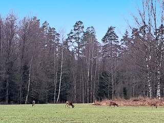 Vakantiehuis Storfors  8