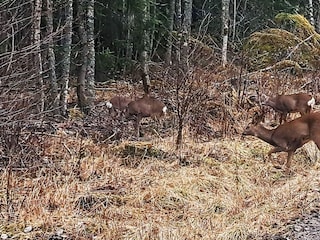 Holiday house Storfors  28