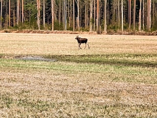 Holiday house Storfors  12