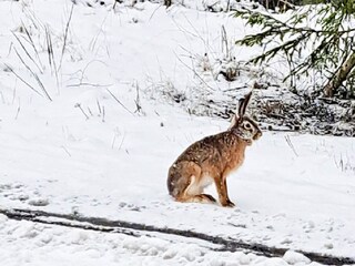 Vakantiehuis Storfors  18