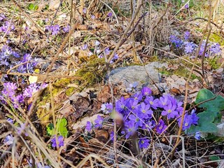 Vakantiehuis Axvall  21