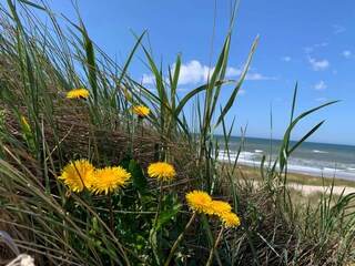 Maison de vacances Bjerregård  27