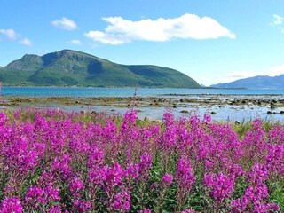 Ferienhaus Alsvåg Außenaufnahme 3