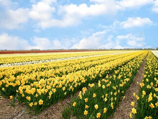 Vakantiehuis Sint Maartenszee Omgeving 29
