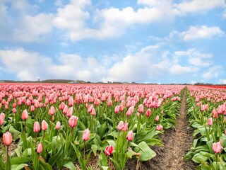 Vakantiehuis Sint Maartenszee Omgeving 30