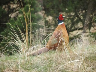 Maison de vacances Fanø Bad  34