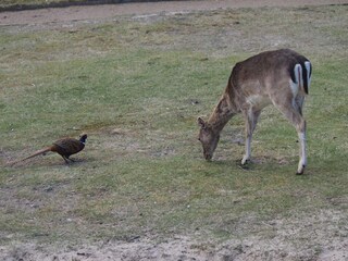 Casa per le vacanze Fanø Bad  35